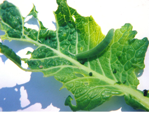 Imported cabbageworm